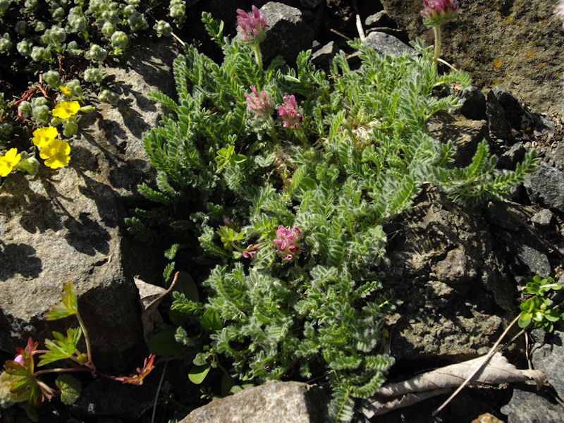 Anthyllis montana 'Rubra'