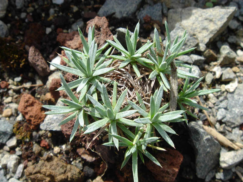 Acantholimon hohenhackeri