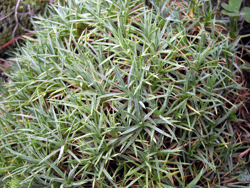 Acantholimon hohenhackeri