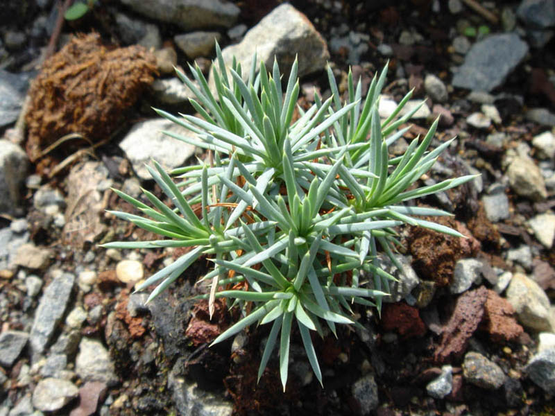 Acantholimon ulicinum