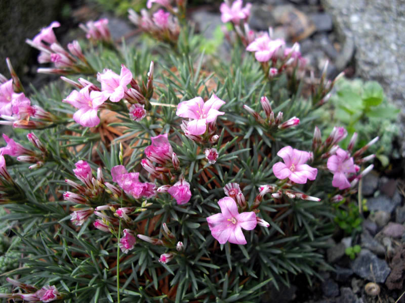 Acantholimon ulicinum