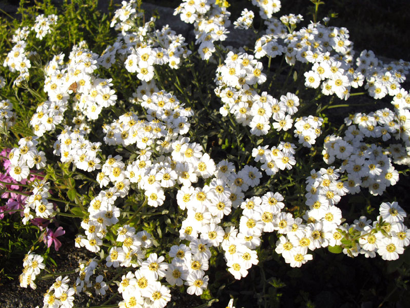 Achillea ageratifolia