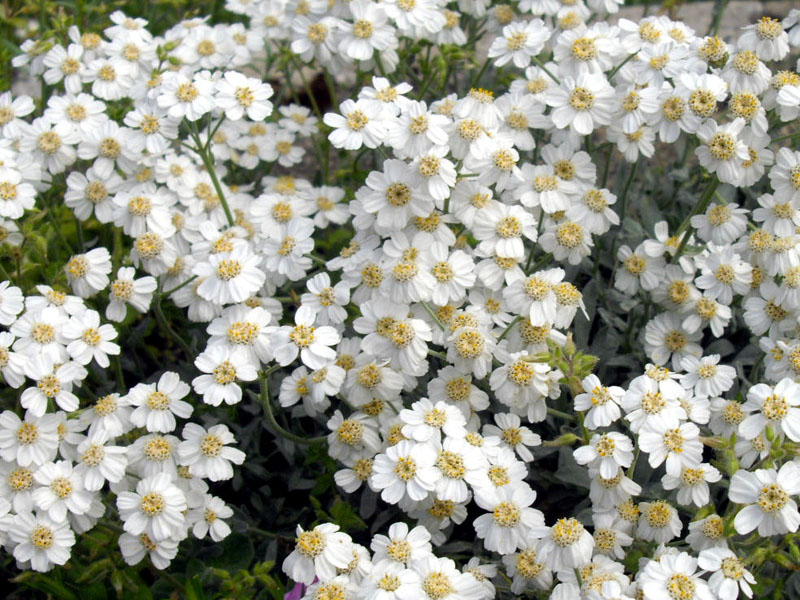 Achillea ageratifolia