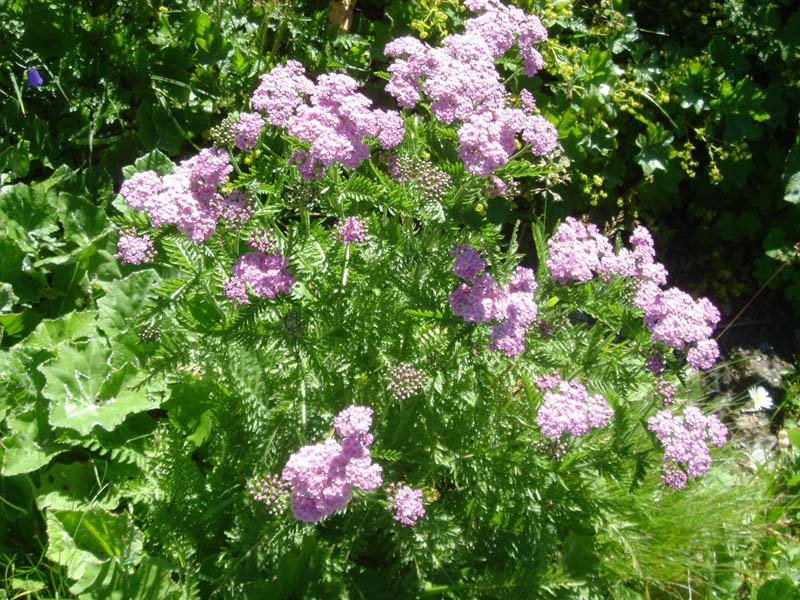Achillea distans ssp tanacetifolia