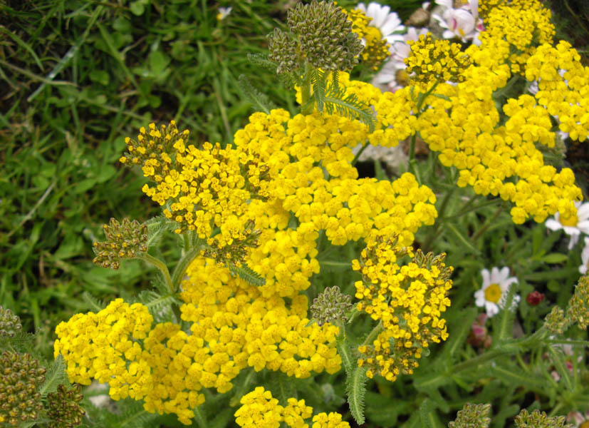 Achillea tomentosa