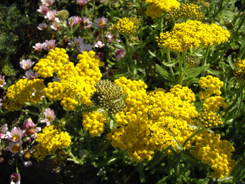 Achillea tomentosa
