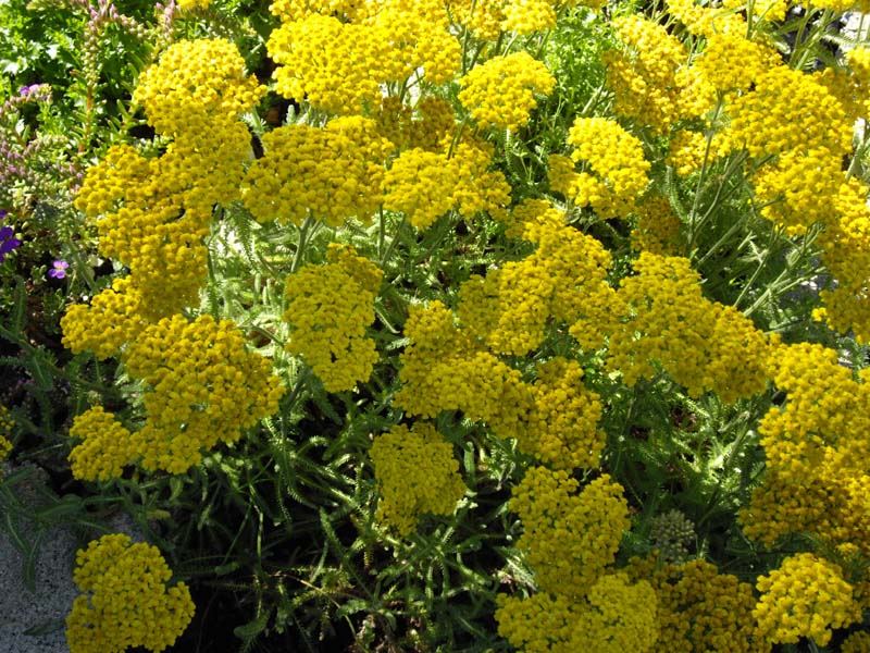 Achillea tomentosa