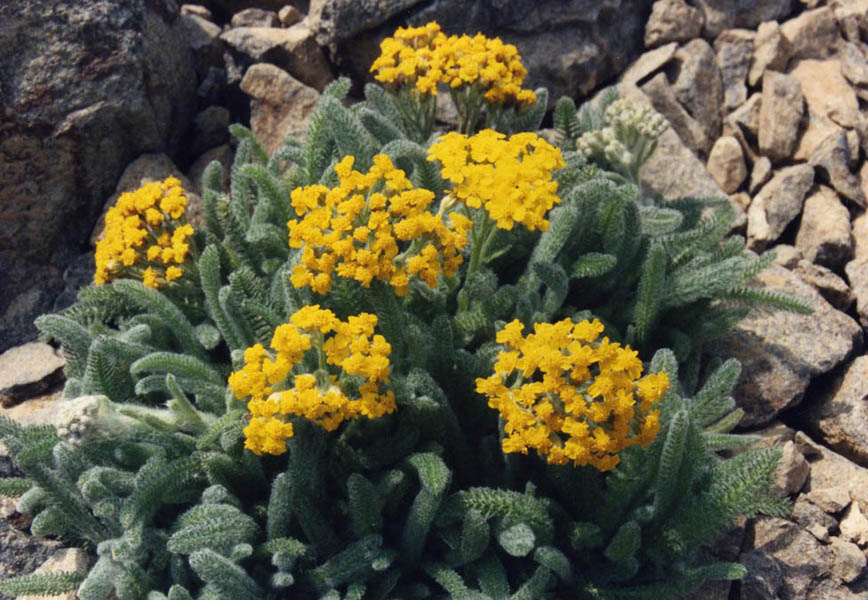 Achillea tomentosa 'aurea'