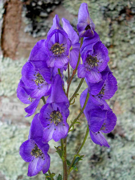 Aconitum carmichaelii 'Arendsii'