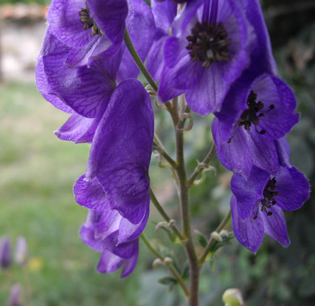 Aconitum carmichaelii 'Arendsii'