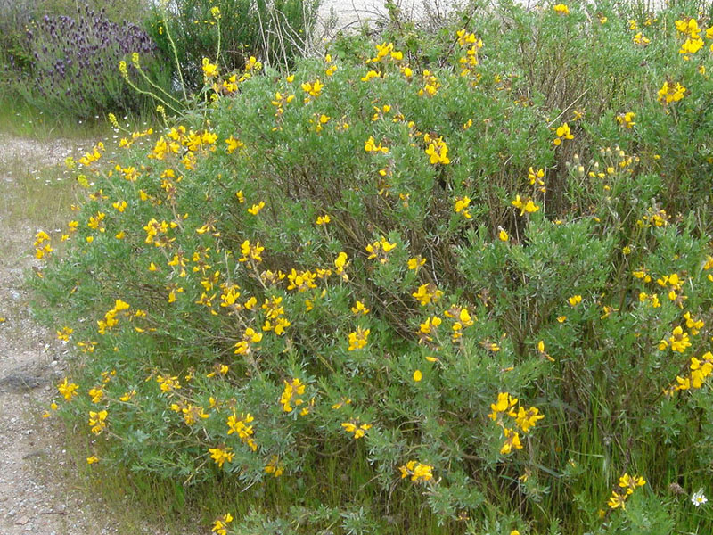 Adenocarpus argyrophyllus