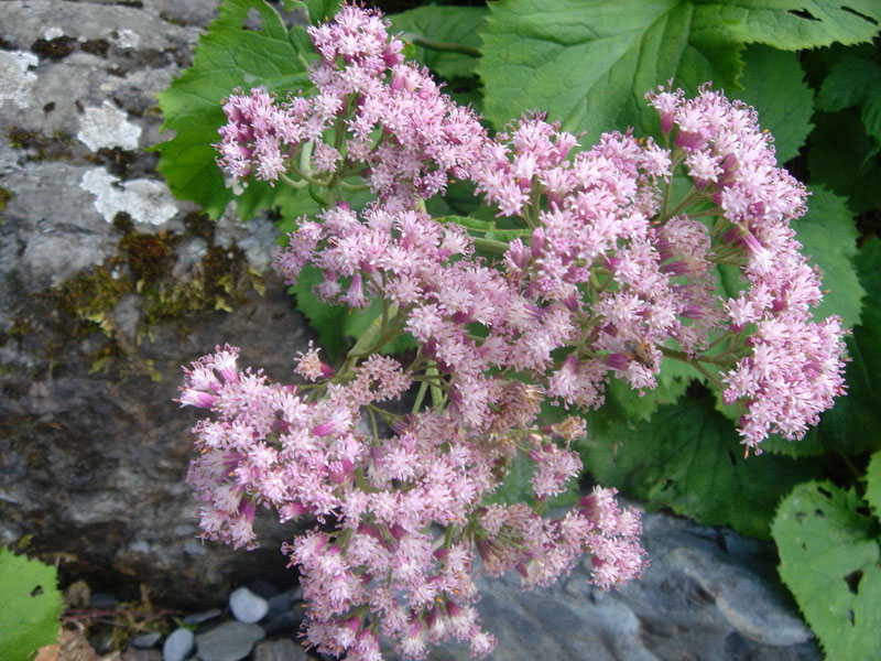 Adenostyles alliariae ssp pyrenaica