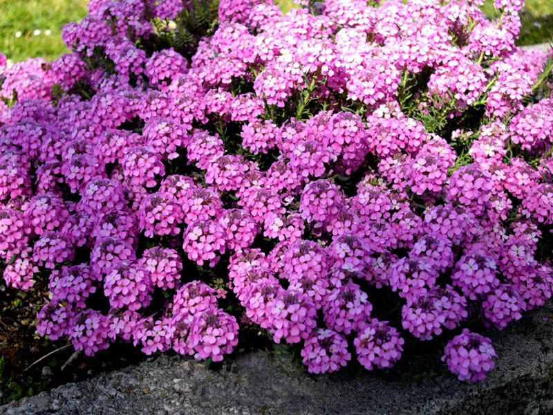 Aethionema armenum 'Warley Rose'