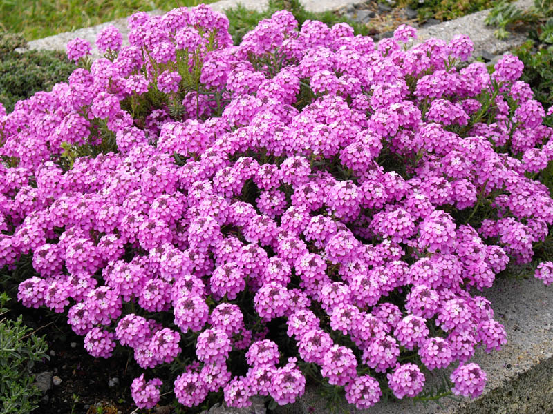 Aethionema armenum 'Warley Rose'