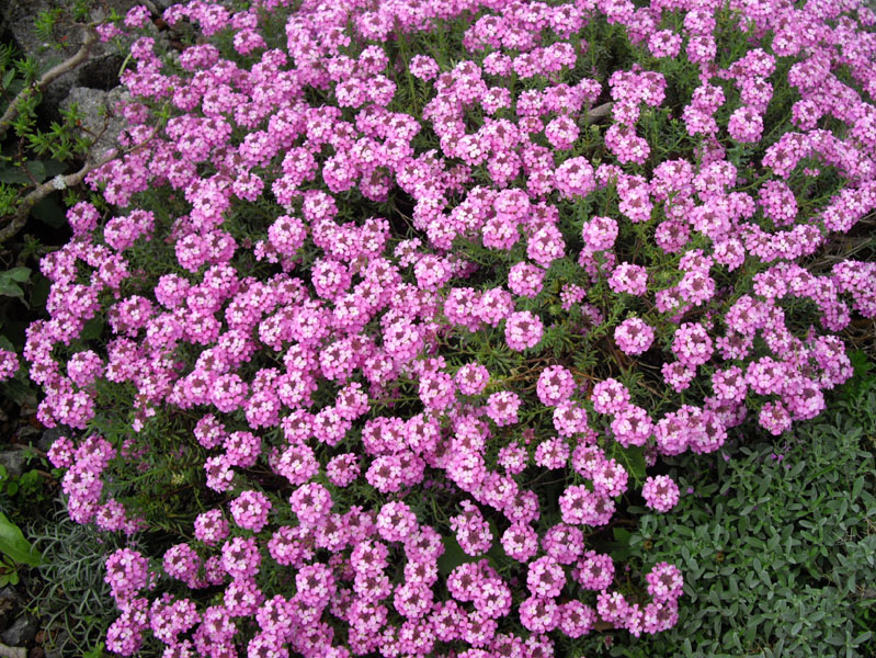 Aethionema armenum 'Warley Rose'