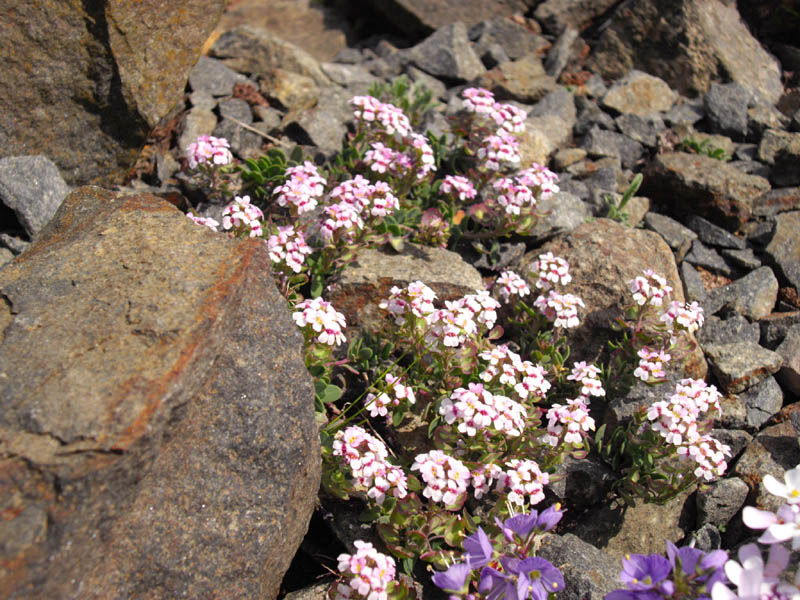Aethionema saxatile