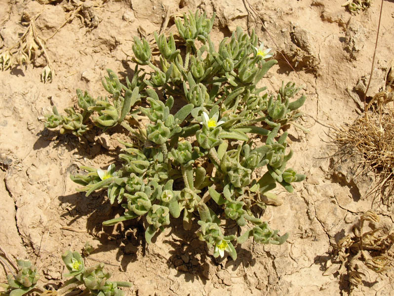 Aizoon hispanicum