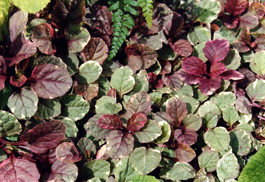 Ajuga reptans 'Burgundy Glow'