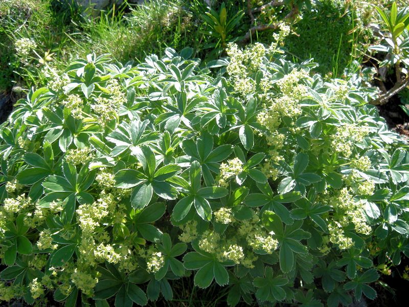 Alchemilla alpina