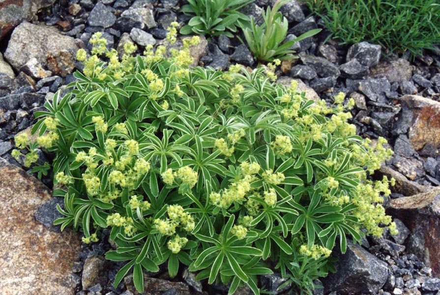 Alchemilla hoppeana