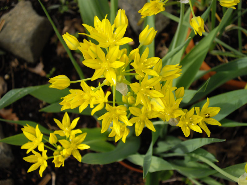 Allium moly