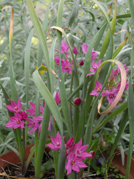 Allium oreophilum