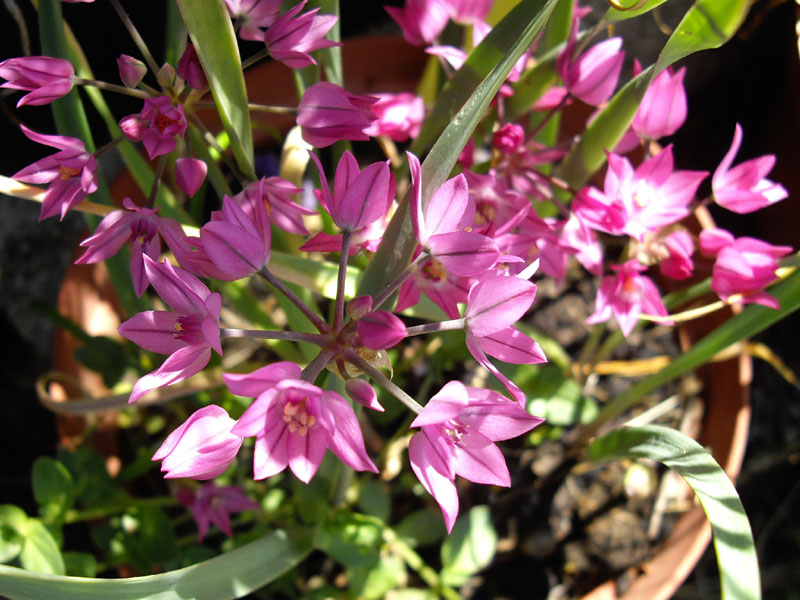 Allium oreophilum