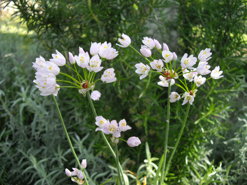 Allium roseum