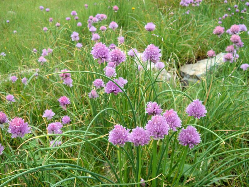 Allium schoenoprasum