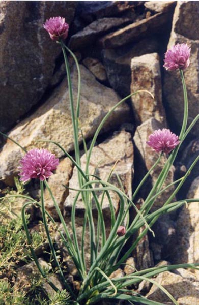 Allium schoenoprasum