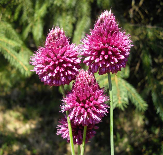 Allium sphaerocephalon
