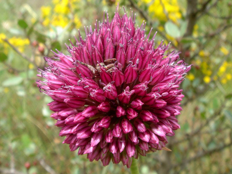 Allium sphaerocephalon