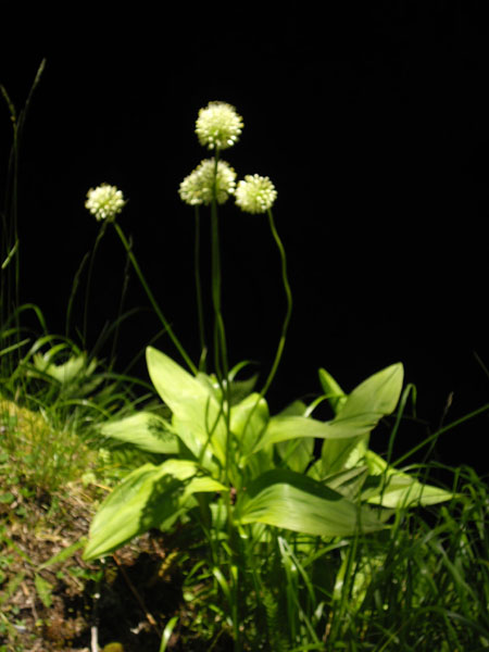 Allium victorialis
