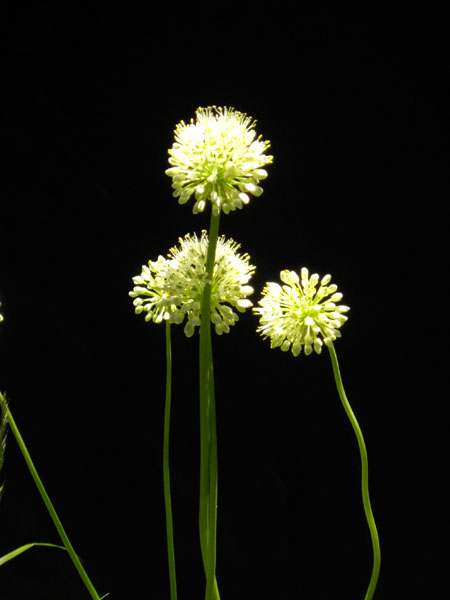 Allium victorialis
