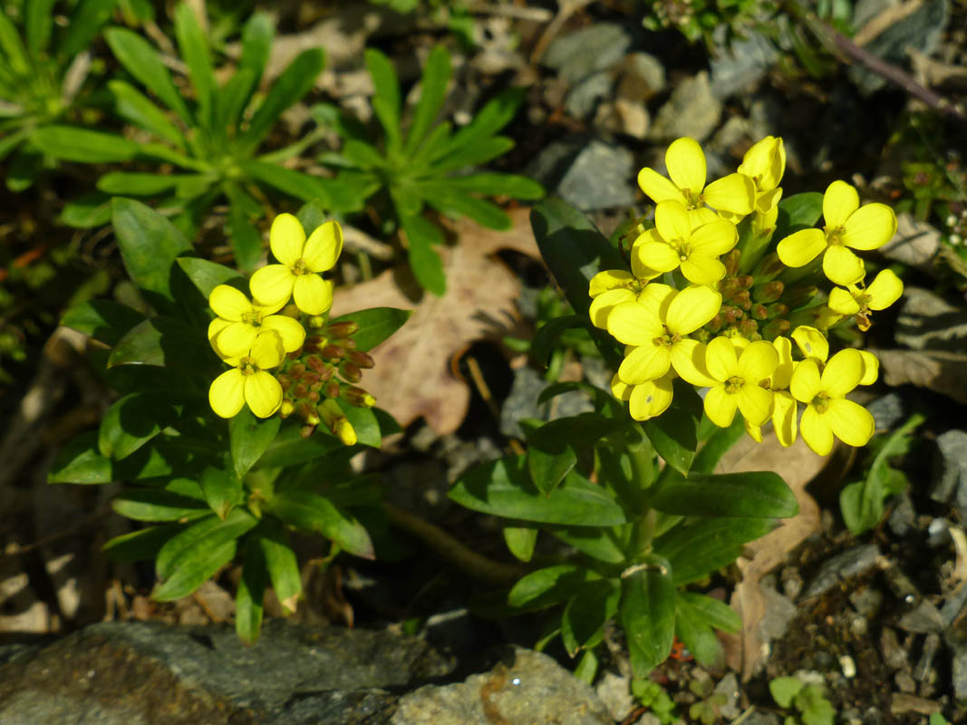 Alyssoides utriculata