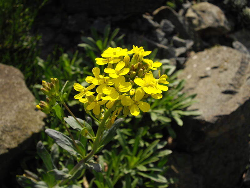 Alyssoides utriculata