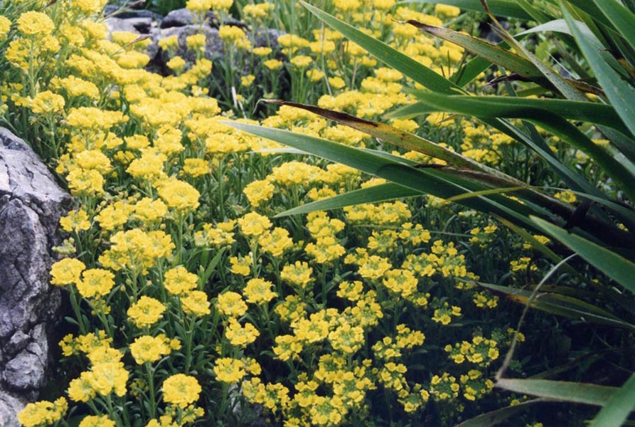 Alyssum montanum