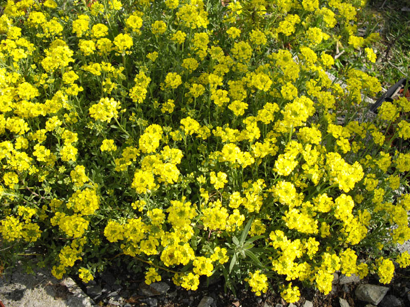 Alyssum montanum