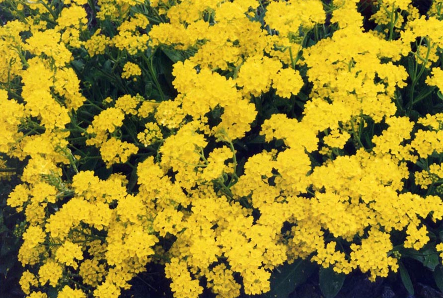 Aurinia saxatilis