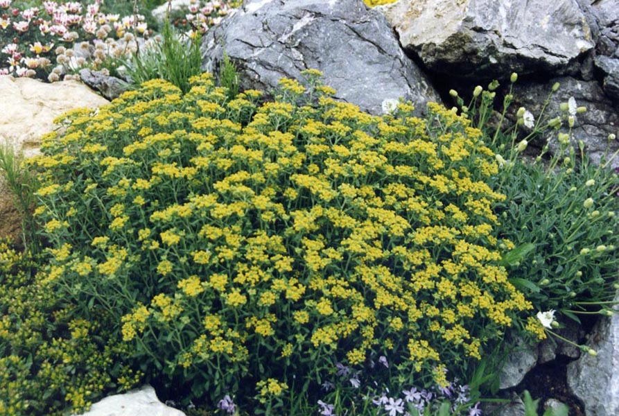 Alyssum serpyllifolium
