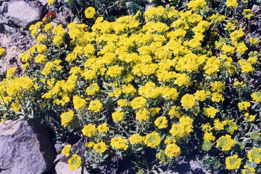 Alyssum wulfenianum