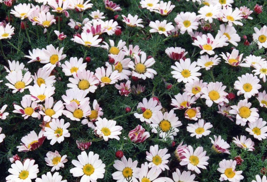 Anacyclus pyrethrum