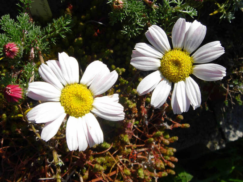 Anacyclus pyrethrum