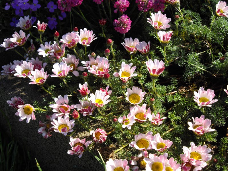 Anacyclus pyrethrum