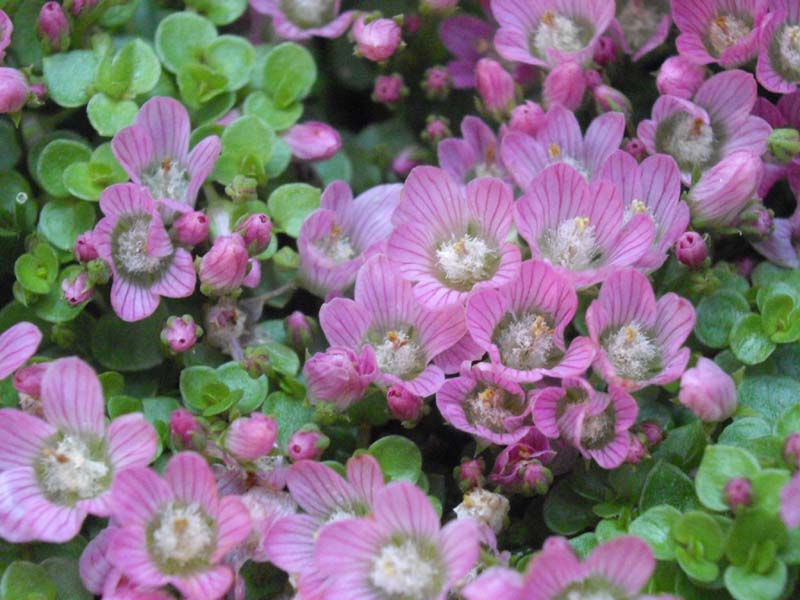 Anagallis tenella 'Studland'