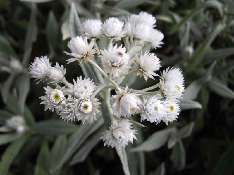 Anaphalis triplinervis