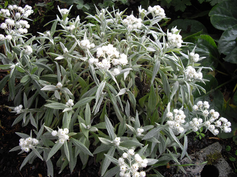 Anaphalis triplinervis