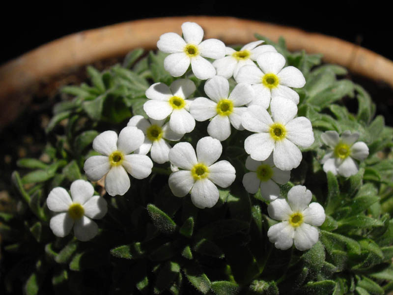 Androsace cylindrica (hybrid)