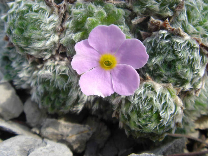 Androsace globifera