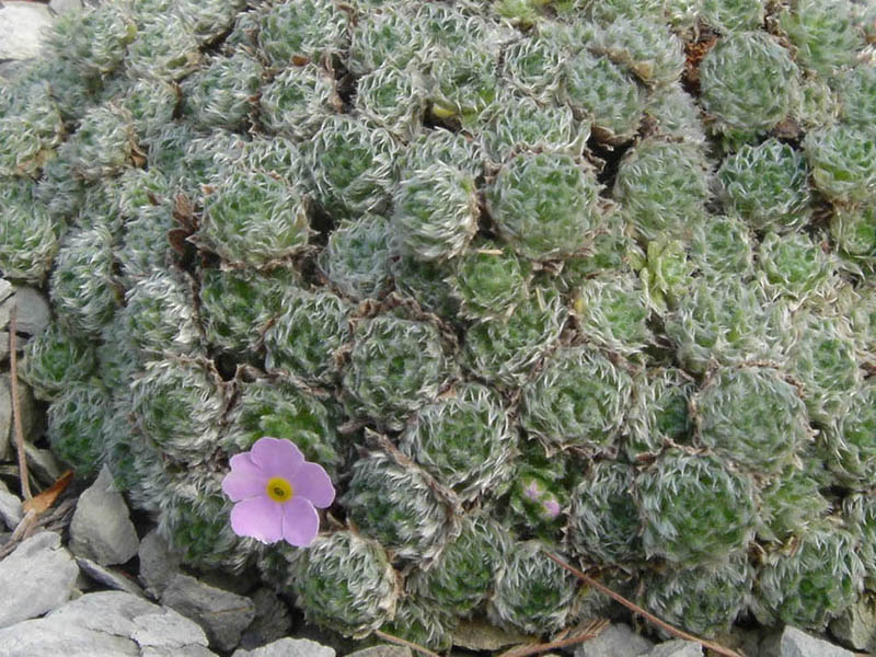 Androsace globifera